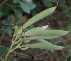 Argyrolobium polyphyllum