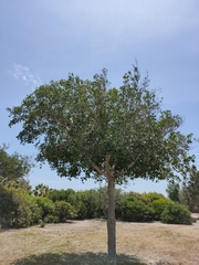Ficus retusa
