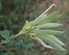 Argyrolobium polyphyllum