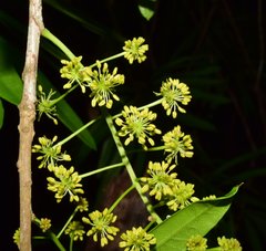 Forchhammeria pallida