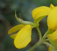 Argyrolobium polyphyllum