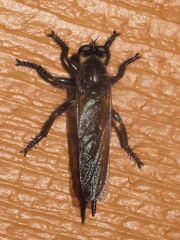 Promachus painteri