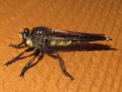 Promachus painteri