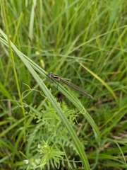 Erythromma