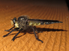 Promachus painteri