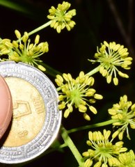 Forchhammeria pallida