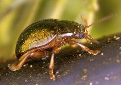 Chrysolina bankii