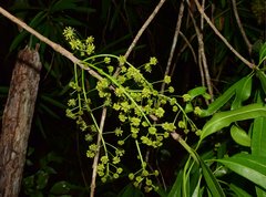 Forchhammeria pallida