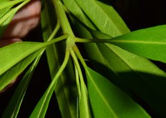 Forchhammeria pallida