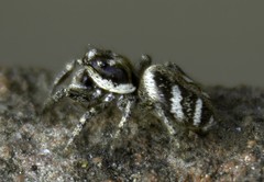 Salticus scenicus