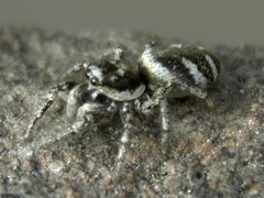 Salticus scenicus