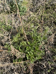 Patrinia rupestris