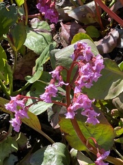 Bergenia crassifolia