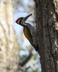 Chrysocolaptes festivus