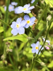 Myosotis sylvatica