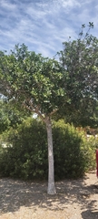 Ficus retusa