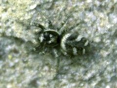 Salticus scenicus
