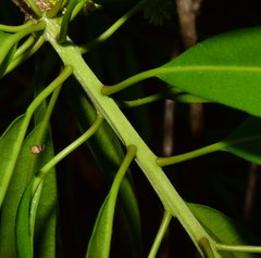 Forchhammeria pallida