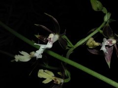 Calanthe arcuata