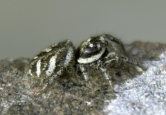 Salticus scenicus
