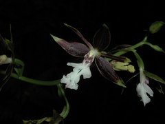 Calanthe arcuata