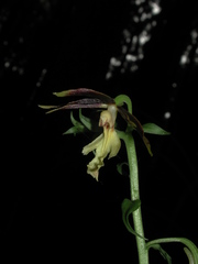 Calanthe arcuata