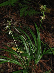 Calanthe arcuata