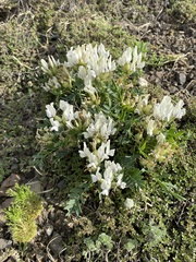 Oxytropis caespitosa