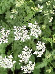Anthriscus sylvestris