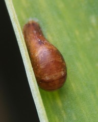 Episyrphus balteatus