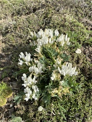 Oxytropis caespitosa