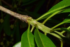 Forchhammeria pallida