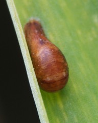 Episyrphus balteatus