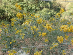 Calpurnia floribunda