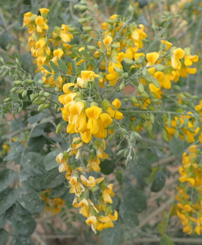 Image of Calpurnia floribunda by (c) Nicola van Berkel, some rights reserved (CC BY-SA)
