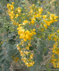 Calpurnia floribunda