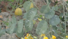 Calpurnia floribunda