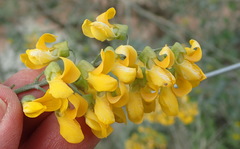 Calpurnia floribunda