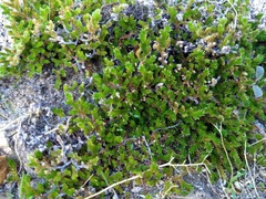 Selaginella eremophila