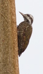 Chloropicus xantholophus