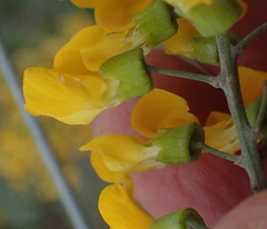 Calpurnia floribunda