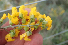 Calpurnia floribunda