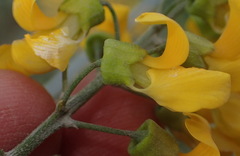 Calpurnia floribunda