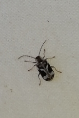 Ptinomorphus imperialis