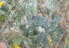 Calpurnia floribunda