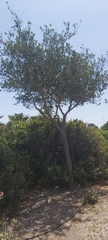 Ficus retusa