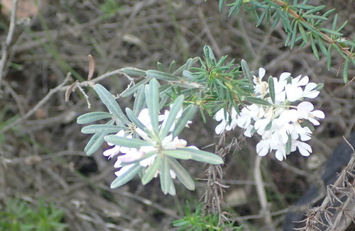 Image of Indigofera grisophylla by (c) Nicola van Berkel, some rights reserved (CC BY-SA)
