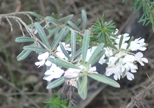 Image of Indigofera grisophylla by (c) Nicola van Berkel, some rights reserved (CC BY-SA)