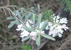 Indigofera grisophylla