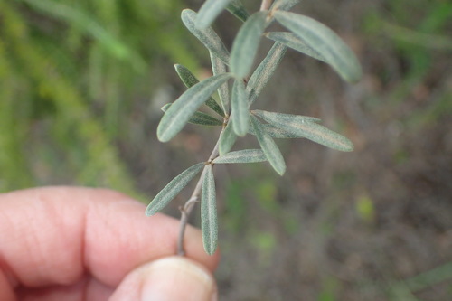Image of Indigofera grisophylla by (c) Nicola van Berkel, some rights reserved (CC BY-SA)